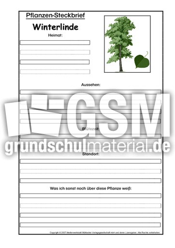 Pflanzensteckbrief-Winterlinde.pdf
